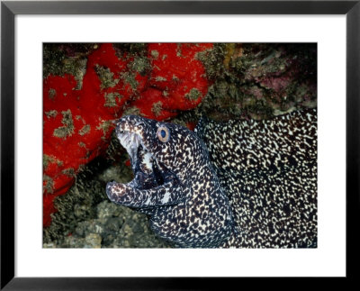 A Spotted Moray Eel Opens Its Gaping Jaws by Wolcott Henry Pricing Limited Edition Print image