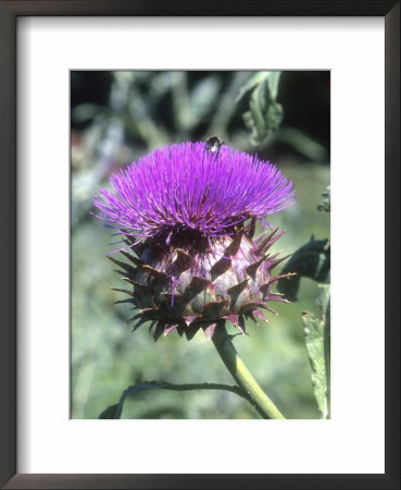 Cynara Cardunculus Scolymus Group (Globe Artichoke) Bee On Flower by Brian Carter Pricing Limited Edition Print image