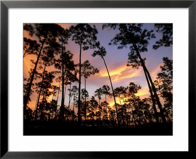 Pine Trees, Forest, Usa by Olaf Broders Pricing Limited Edition Print image