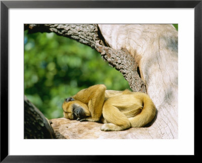 Howler Monkey, Female Sunning, Zoo Animal by Stan Osolinski Pricing Limited Edition Print image