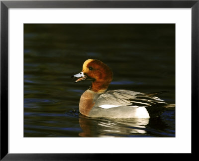 Wigeon by Mark Hamblin Pricing Limited Edition Print image