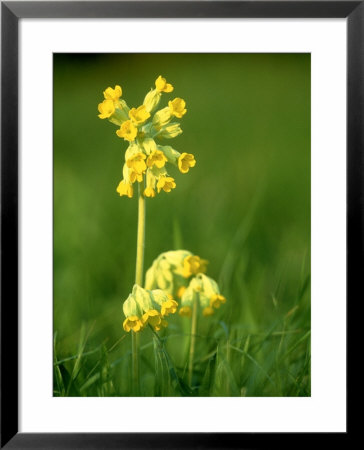 Cowslip by Mark Hamblin Pricing Limited Edition Print image