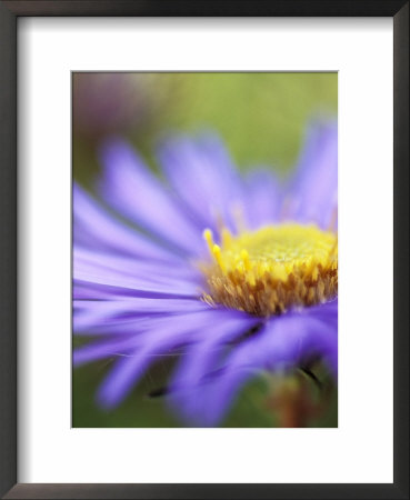 Aster Novae, Angliae Treasure by Lynn Keddie Pricing Limited Edition Print image