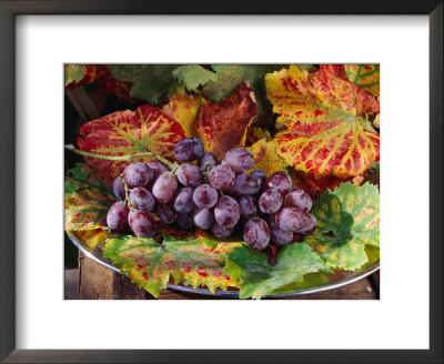 Still Life Of Black Grapes On A Bed Of Vitis, Vine Leaves In Autumn Colour by Linda Burgess Pricing Limited Edition Print image