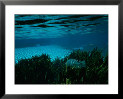 A Blue Tilapia Fish Swims Through The Clear Water by Raymond Gehman Pricing Limited Edition Print image