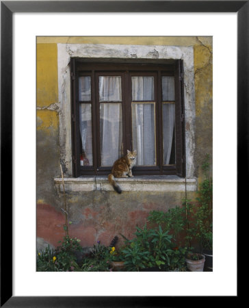 A Cat Sitting On An Exterior Window Sill In Tournus by Todd Gipstein Pricing Limited Edition Print image