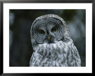 The Head And Shoulders Of A Great Gray Owl, Strix Nebulosa by Tom Murphy Pricing Limited Edition Print image
