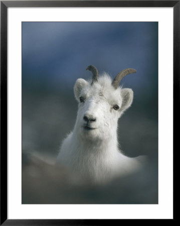 Portrait Of A Juvenile Mountain Goat by Michael S. Quinton Pricing Limited Edition Print image
