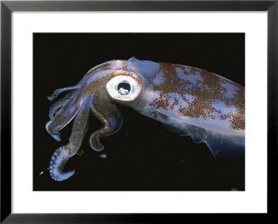 A Caribbean Reef Squid Swims Through Inky Black Water by Brian J. Skerry Pricing Limited Edition Print image