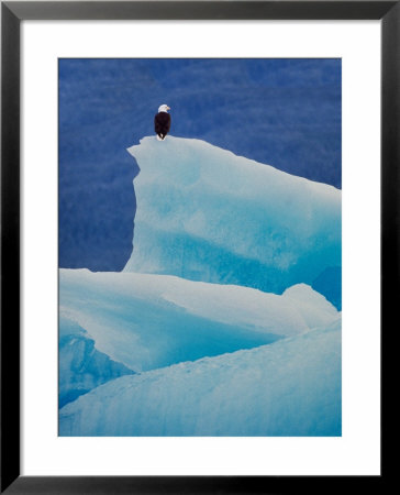 Bald Eagle On An Iceberg In Tracy Arm, Alaska, Usa by Charles Sleicher Pricing Limited Edition Print image