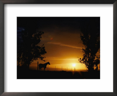 Horse Silhouetted Against Sunset Sky by Marc Moritsch Pricing Limited Edition Print image