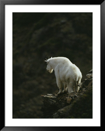 A Mountain Goat Stands Looking Over A Precipice by Michael S. Quinton Pricing Limited Edition Print image