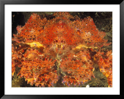 A Close View Of A Box Crab by Bill Curtsinger Pricing Limited Edition Print image