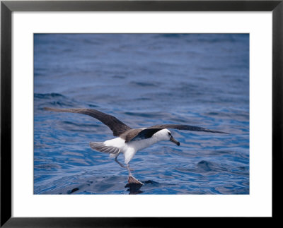 Black-Browed Albatross Fly-Walks Over Ocean Surface by Jason Edwards Pricing Limited Edition Print image