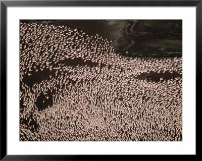 Aerial View Of A Flock Of Flamingos Standing In Water by Bobby Haas Pricing Limited Edition Print image