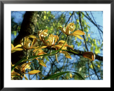 Cymbidium, Montane Rainforest, Thailand by Alastair Shay Pricing Limited Edition Print image