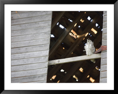Great Horned Owl In Barn, Roberts, Montana, Usa by Chuck Haney Pricing Limited Edition Print image