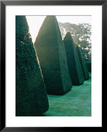 Yew Topiary Pyramids Athelhampton, Dorset by Mark Bolton Pricing Limited Edition Print image