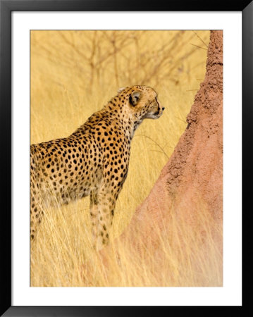 Cheetah And Termite Mound At Africat Project, Namibia by Joe Restuccia Iii Pricing Limited Edition Print image