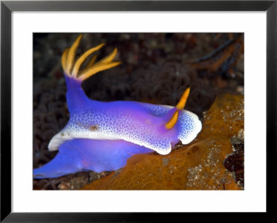 Hyspselodoris Bullockii, Indonesia by Mark Webster Pricing Limited Edition Print image