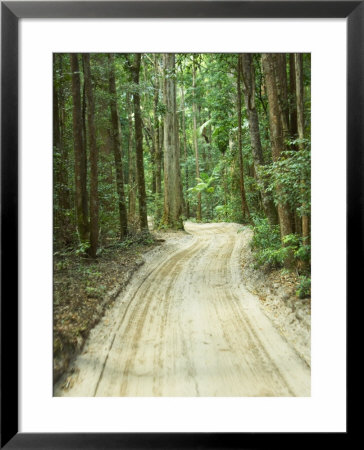 Sandy Road, Fraser Island, Queensland, Australia by David Wall Pricing Limited Edition Print image
