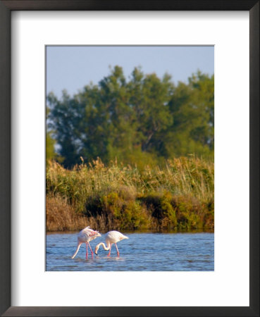 Greater Flamingos In Marsh, Camargue, France by Lisa S. Engelbrecht Pricing Limited Edition Print image
