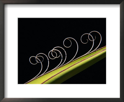 Detail Of The Curlings On The Edges Of The Leaves Of The Yucca Plant, Big Bend National Park, Usa by Mark Newman Pricing Limited Edition Print image