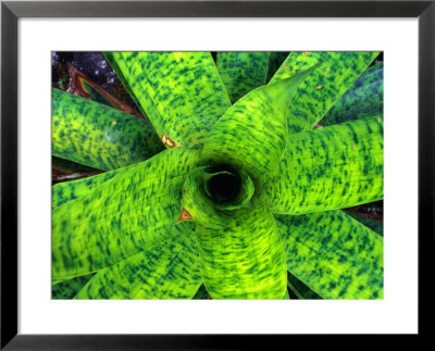 Detail Of A Epifyte Plant, Arenal Volcano National Park, Costa Rica by Alfredo Maiquez Pricing Limited Edition Print image