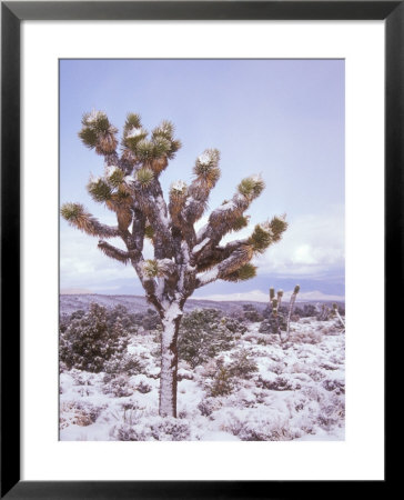 Joshua Trees Grow In The Foothills Leading To Mt. Charleston, North Of Las Vegas, Nevada, Usa by Brent Bergherm Pricing Limited Edition Print image