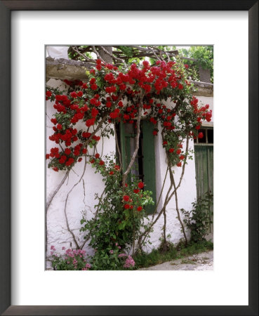Bright Red Rose Climbing Over Whitewashed Cottage, Crete by Erika Craddock Pricing Limited Edition Print image