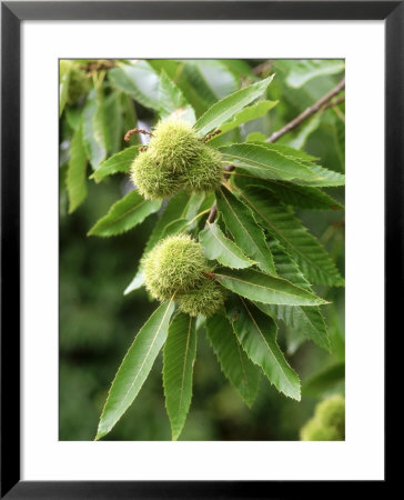 Edible Fruits Of Castanea Sativa (Sweet Chestnut) September by David Murray Pricing Limited Edition Print image