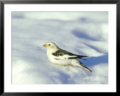 Snow Bunting, N. Troy, Usa by Gustav Verderber Pricing Limited Edition Print image