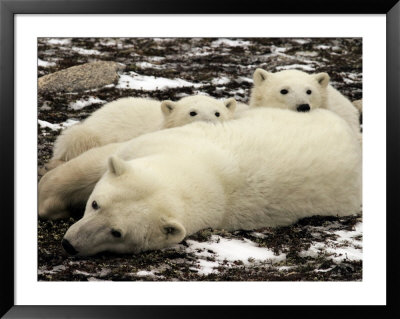 Polar Bear, Mother And Cubs, Ursus Maritimus by Yvette Cardozo Pricing Limited Edition Print image
