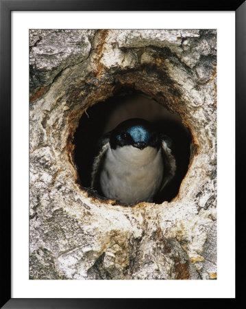 Tree Swallow Peers Out Of Its Nest, A Hole Once Used By A Flicker by Michael S. Quinton Pricing Limited Edition Print image