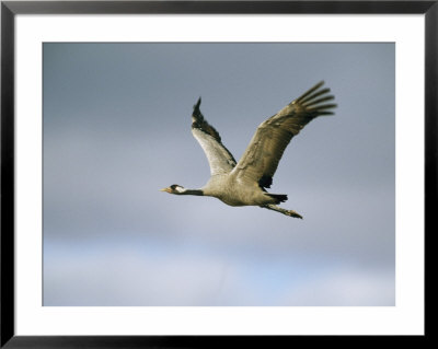 Common Crane In Flight by Klaus Nigge Pricing Limited Edition Print image