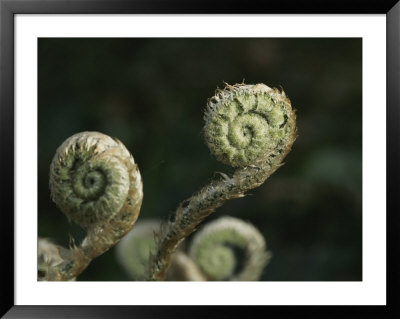 Close View Of Fiddlehead Fern Fronds by George F. Mobley Pricing Limited Edition Print image