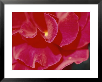 A Close View Of A Rose by Todd Gipstein Pricing Limited Edition Print image