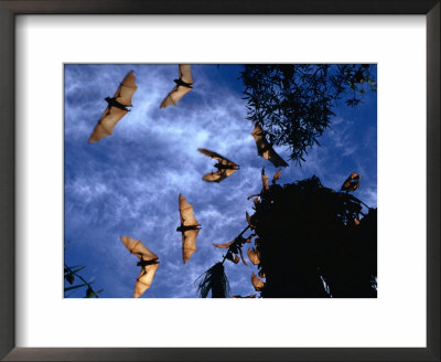 Flying Foxes (Bats) At Dusk, Mataranka, Australia by Regis Martin Pricing Limited Edition Print image