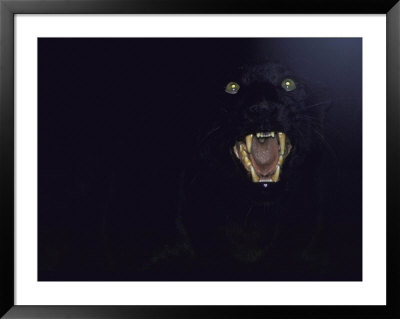 Dramatic Of Black Panther, Camouflaged By Darkness, With Eyes And Open Mouth Visible by John Dominis Pricing Limited Edition Print image