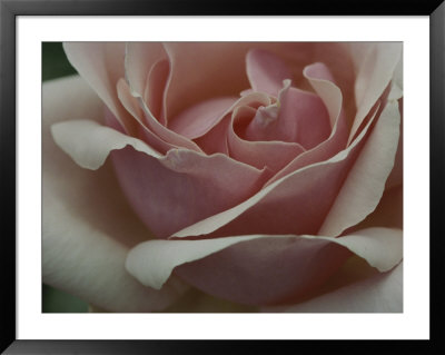 Close View Of A Pink Rose Blossom by Ted Spiegel Pricing Limited Edition Print image