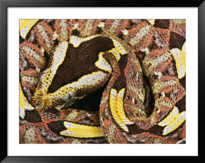 Rhinoceros Viper by George Grall Pricing Limited Edition Print image