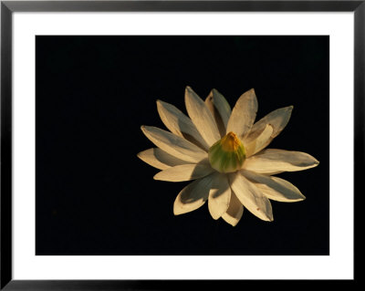 A White Water Lily Opened To The Light by Michael Nichols Pricing Limited Edition Print image