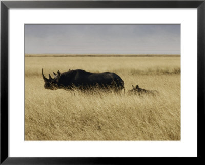 A Black Rhinoceros And Her Youngster Walk In The Tall Grass by Jason Edwards Pricing Limited Edition Print image