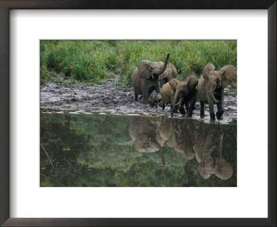 A Group Of Forest Elephants Approach A Mineral Rich Watering Hole by Michael Nichols Pricing Limited Edition Print image