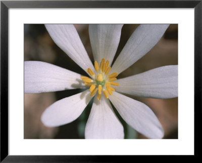 A Close View Of A Spring Flower by Taylor S. Kennedy Pricing Limited Edition Print image