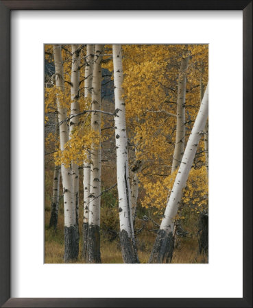 Quaking Aspen Trees In Autumn by Norbert Rosing Pricing Limited Edition Print image