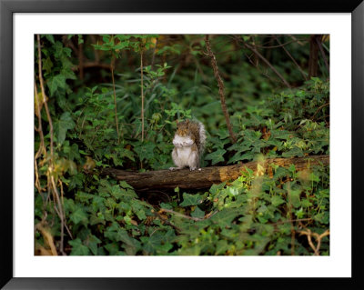 A Common Squirrel Perches On A Tree Limb by Scott Sroka Pricing Limited Edition Print image