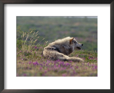 A Tundra Wolf by Paul Nicklen Pricing Limited Edition Print image