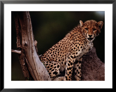 A Young African Cheetah Guards His Territory by Chris Johns Pricing Limited Edition Print image