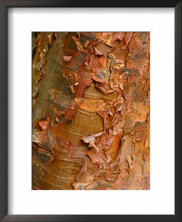 Acer Griseum (Paperbark Maple) Close-Up Of Peeling Bark, March by Susie Mccaffrey Pricing Limited Edition Print image